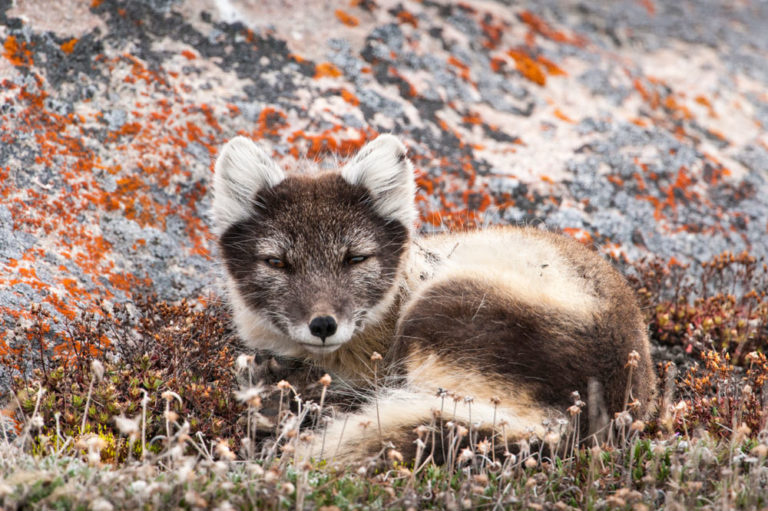 baffin official website