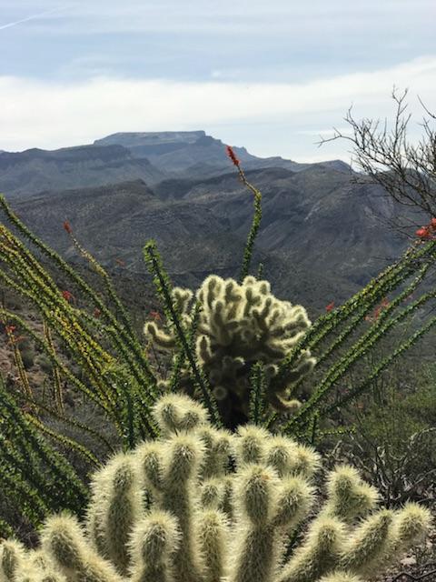 Teddy Bear Cholla cactus as well as some Ocotillo in bloom.