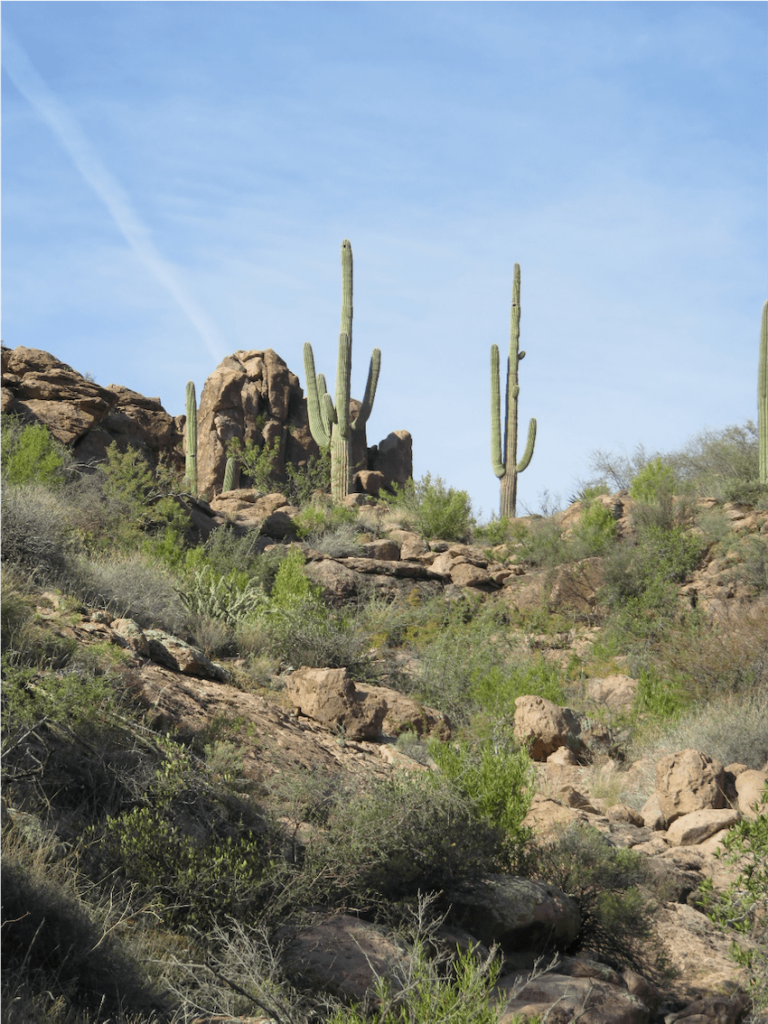 Saguaro Cactus punctuate the Superstitions landscape.
