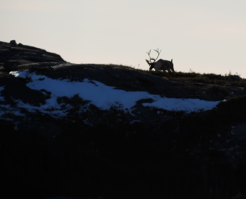 Caribou in Humber Valley Newfoundland.