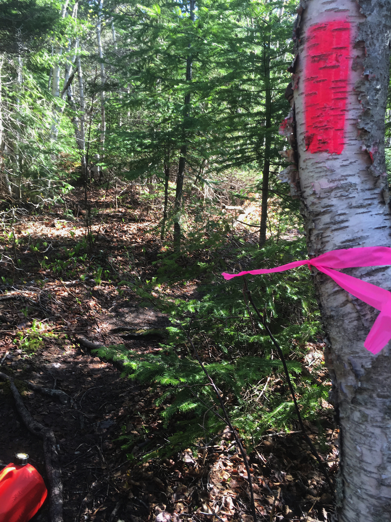 Paint and flagging tape used on IAT trails near Corner Brook.