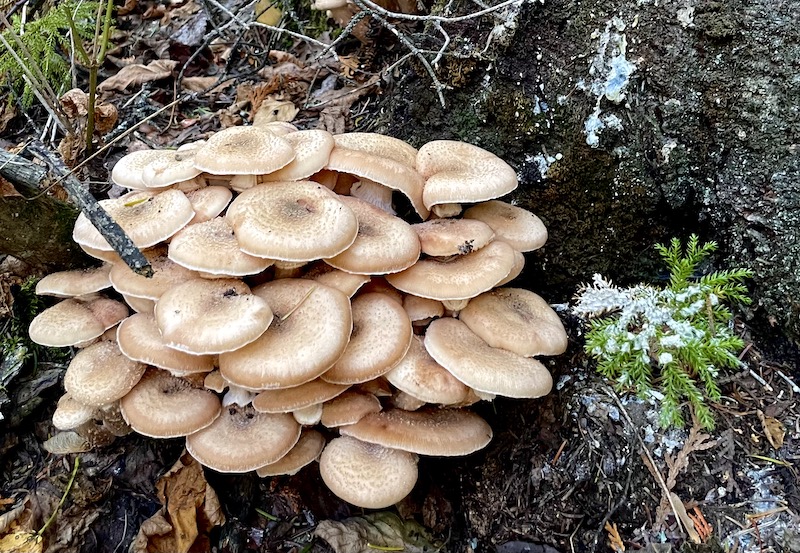 Mushrooms growing on Border Route Trail.