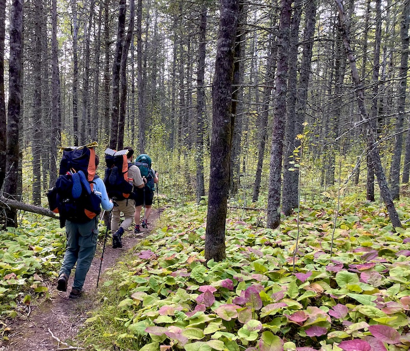 Hikers backpacking through spruce forest.