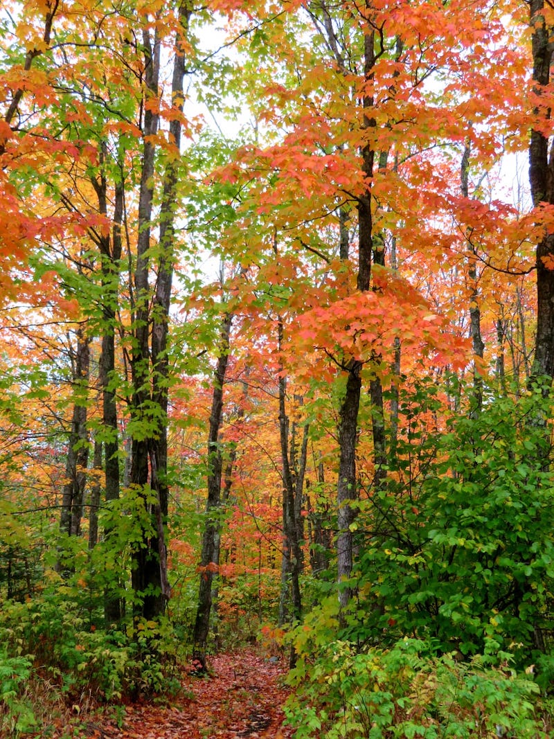 September leaf colors on Superior Hiking Trail.
