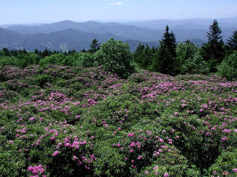 Rhododendron blooms across the crest of Roan Mountain.