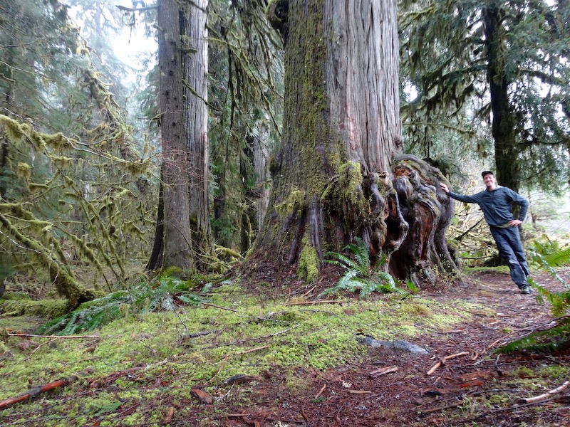 Hiker leaning against Western Red Cedar tree on Lewis River Trail is example of old growth.