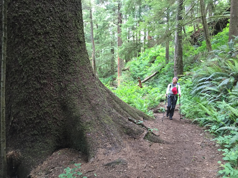 Hiker walking next to gigantic Sitka spruce alongside the Oregon Coast Trail.