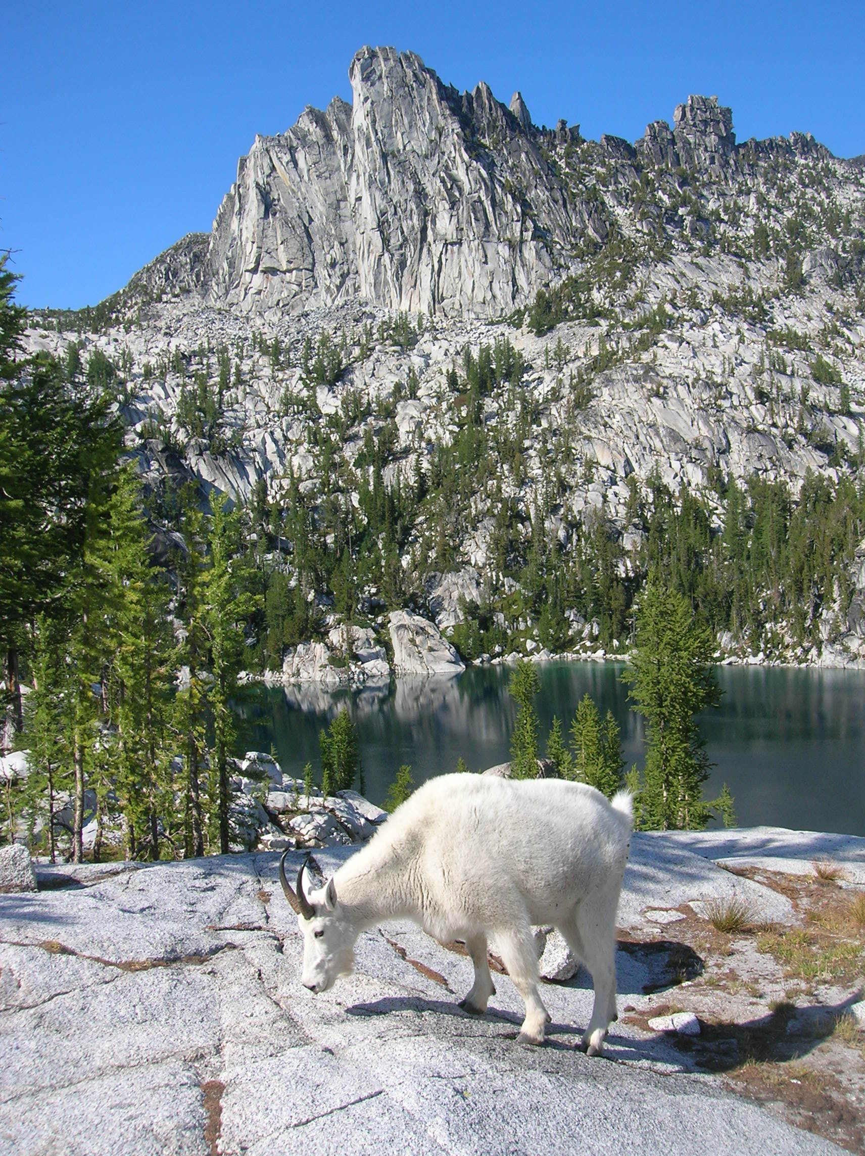 Mountain goat at Enchantment Lakes in Alpine Lakes Wilderness.