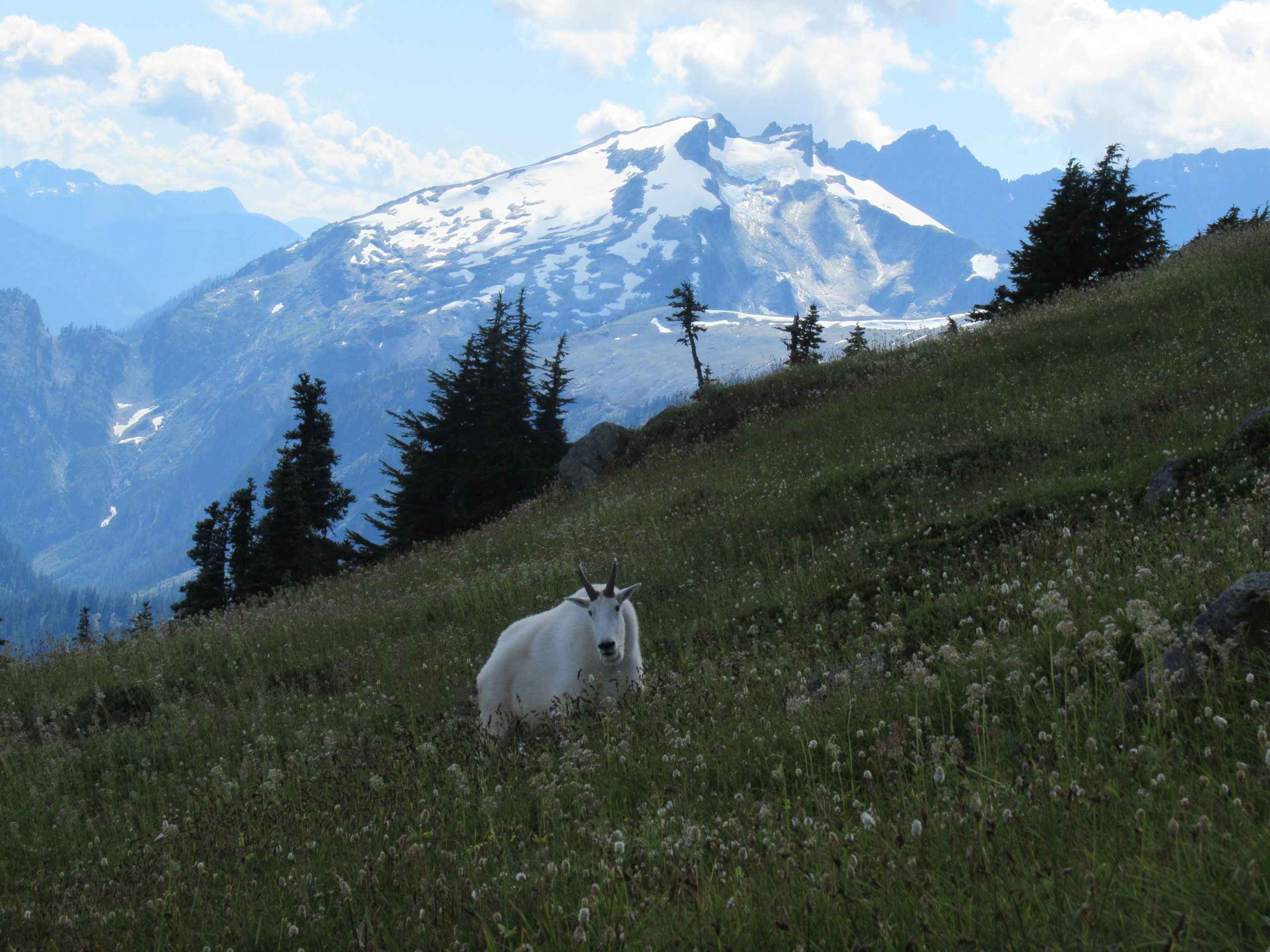 Mountain goat feeding on Copper Butte in North Cascades National Park.